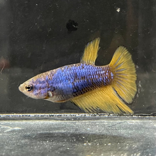 the-fish-farm Female Betta Female Betta - One Only - M Choose your own Female Betta at The Fish Farm Australia