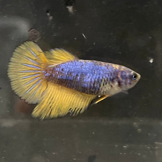 the-fish-farm Female Betta Female Betta - One Only - M Choose your own Female Betta at The Fish Farm Australia