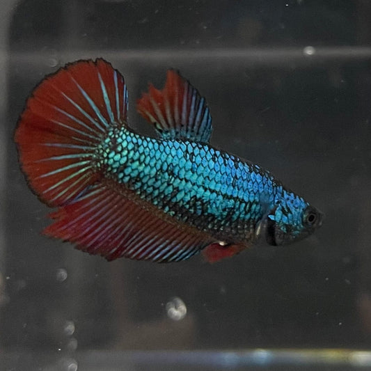 the-fish-farm Female Betta Female Betta - One Only - M Choose your own Female Betta at The Fish Farm Australia