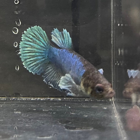 the-fish-farm Female Betta Female Betta - One Only - M Choose your own Female Betta at The Fish Farm Australia