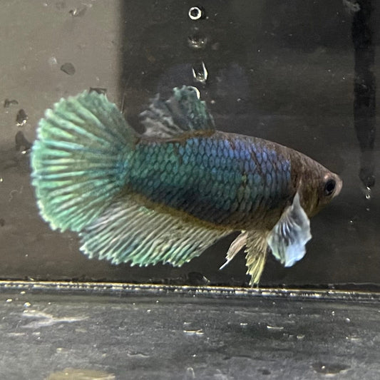 the-fish-farm Female Betta Female Betta - One Only - M Choose your own Female Betta at The Fish Farm Australia