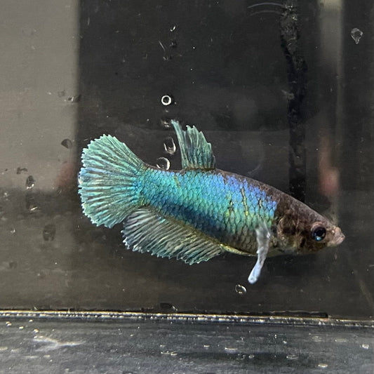 the-fish-farm Female Betta Female Betta - One Only - M Choose your own Female Betta at The Fish Farm Australia