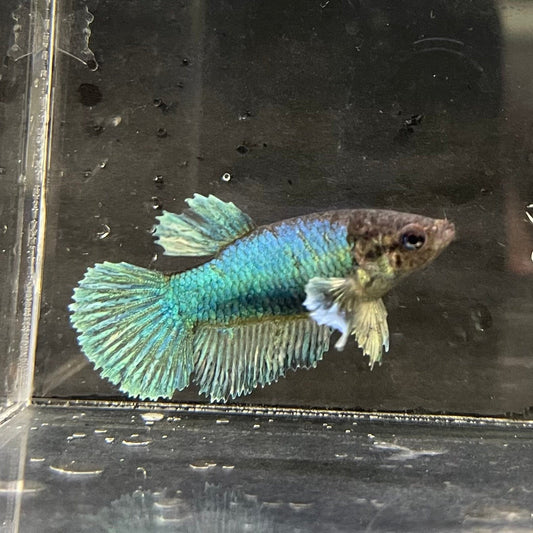 the-fish-farm Female Betta Female Betta - One Only - M Choose your own Female Betta at The Fish Farm Australia