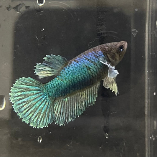 the-fish-farm Female Betta Female Betta - One Only - M Choose your own Female Betta at The Fish Farm Australia