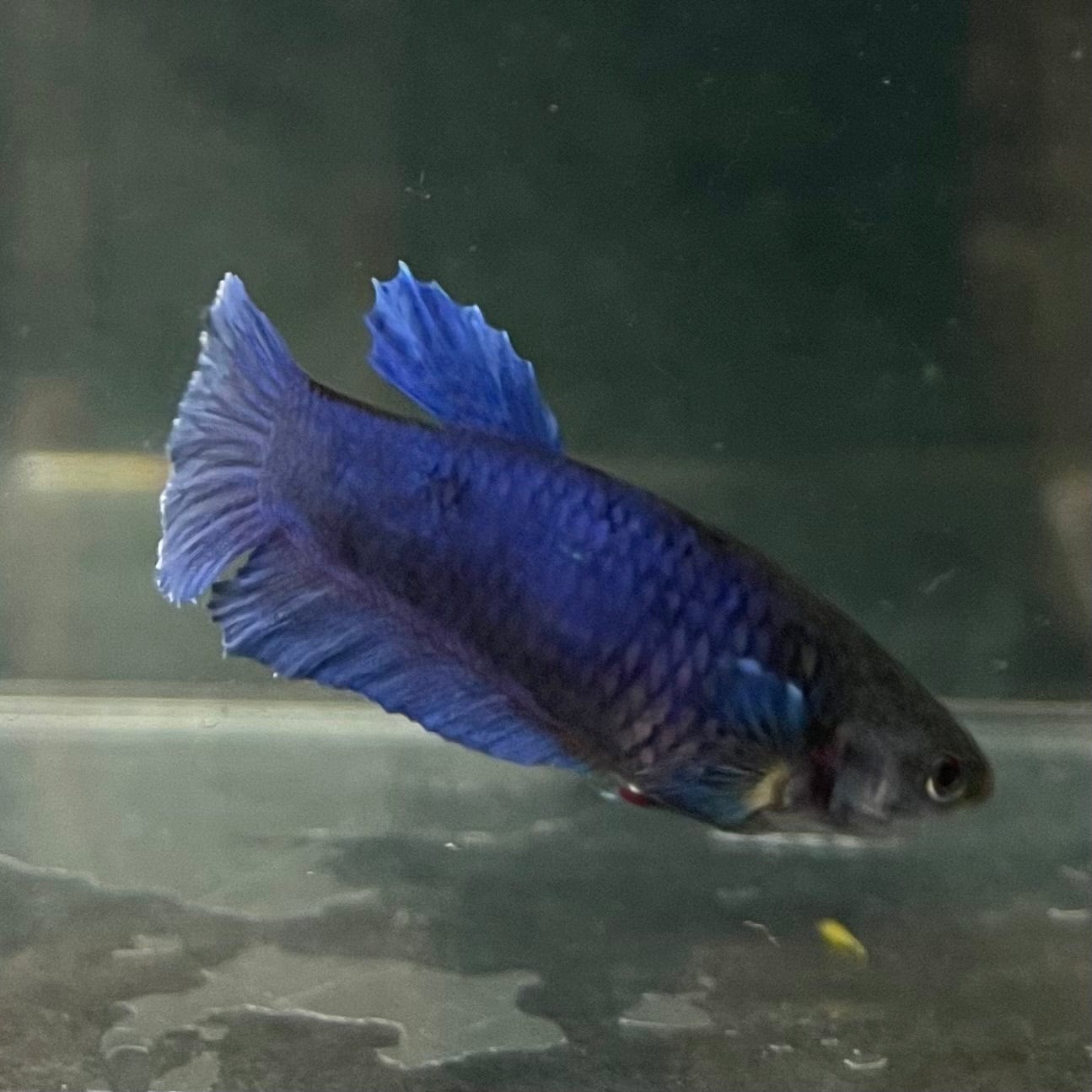 the-fish-farm Female Betta Female Betta - One Only - M Choose your own Female Betta at The Fish Farm Australia