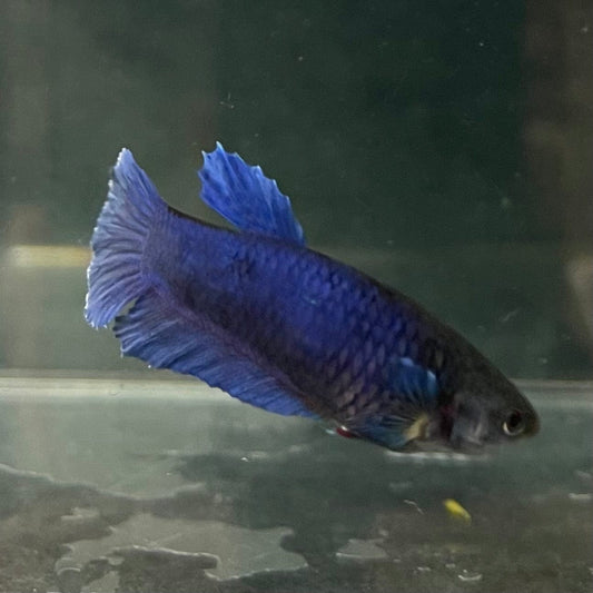 the-fish-farm Female Betta Female Betta - One Only - M Choose your own Female Betta at The Fish Farm Australia