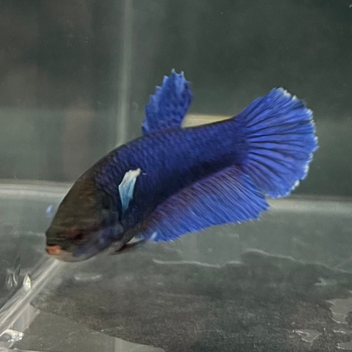 the-fish-farm Female Betta Female Betta - One Only - M Choose your own Female Betta at The Fish Farm Australia