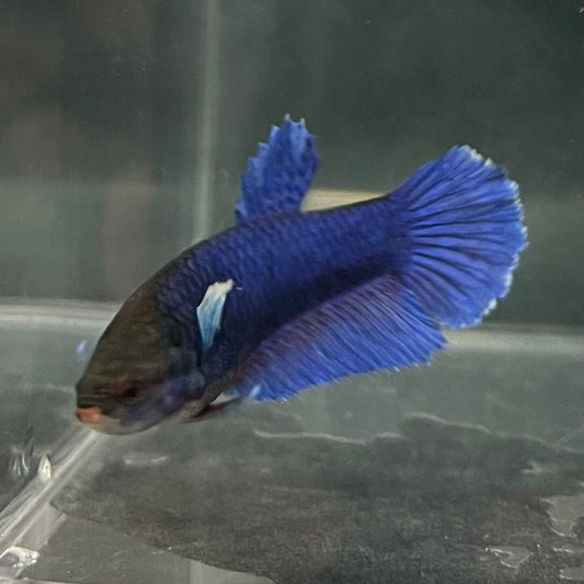 the-fish-farm Female Betta Female Betta - One Only - M Choose your own Female Betta at The Fish Farm Australia