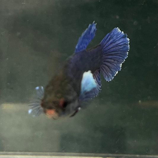 the-fish-farm Female Betta Female Betta - One Only - M Choose your own Female Betta at The Fish Farm Australia