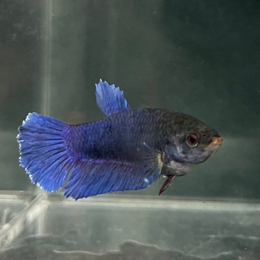 the-fish-farm Female Betta Female Betta - One Only - M Choose your own Female Betta at The Fish Farm Australia