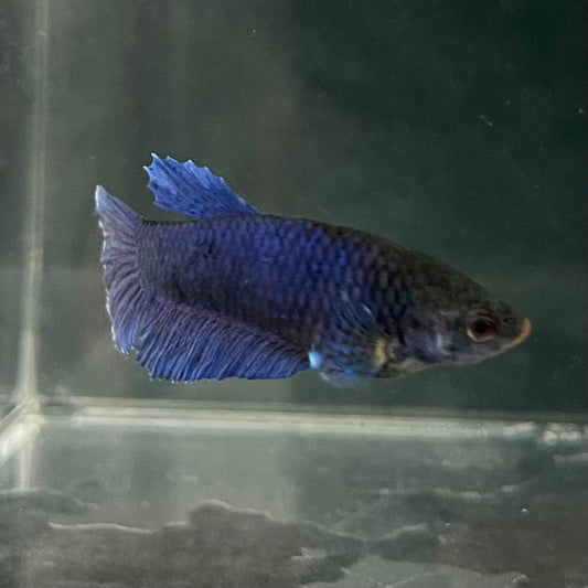 the-fish-farm Female Betta Female Betta - One Only - M Choose your own Female Betta at The Fish Farm Australia