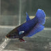 the-fish-farm Female Betta Female Betta - One Only - M Choose your own Female Betta at The Fish Farm Australia
