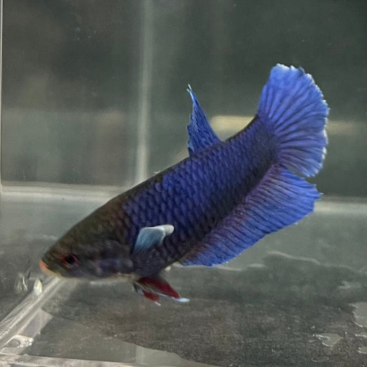 the-fish-farm Female Betta Female Betta - One Only - M Choose your own Female Betta at The Fish Farm Australia