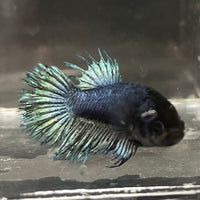 the-fish-farm Female Betta Female Betta - One Only - M Choose your own Female Betta at The Fish Farm Australia