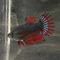 the-fish-farm Female Betta Female Betta - One Only - M Choose your own Female Betta at The Fish Farm Australia