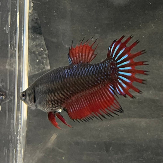 the-fish-farm Female Betta Female Betta - One Only - M Choose your own Female Betta at The Fish Farm Australia