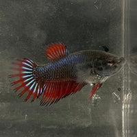 the-fish-farm Female Betta Female Betta - One Only - M Choose your own Female Betta at The Fish Farm Australia