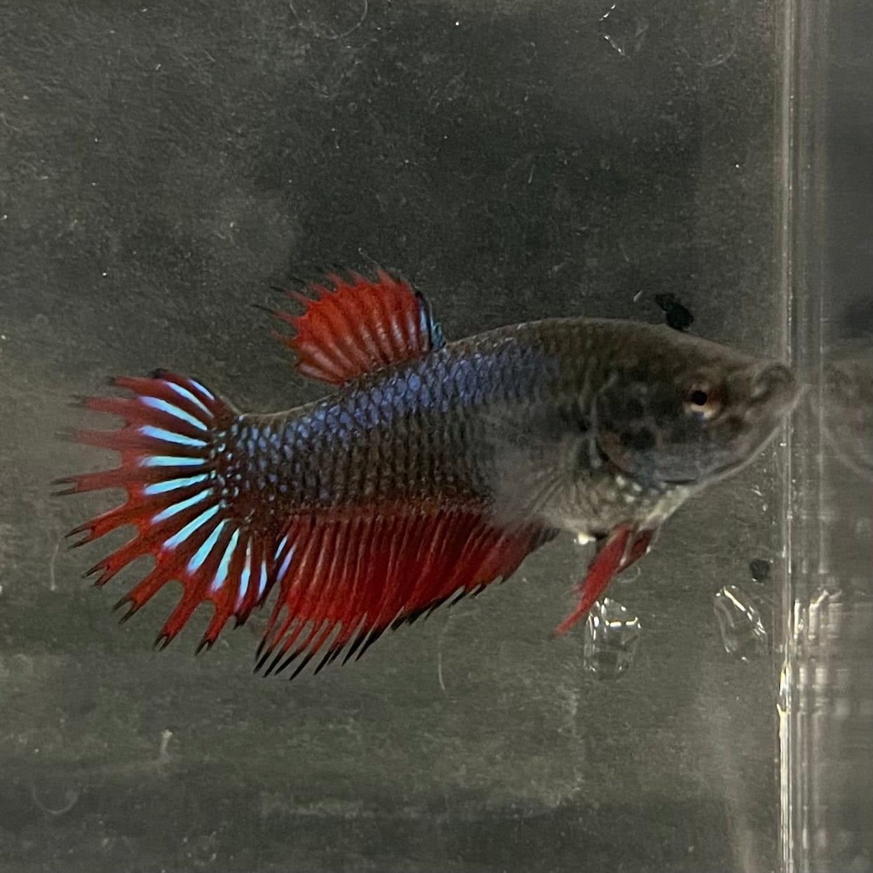 the-fish-farm Female Betta Female Betta - One Only - M Choose your own Female Betta at The Fish Farm Australia