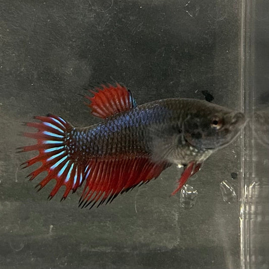 the-fish-farm Female Betta Female Betta - One Only - M Choose your own Female Betta at The Fish Farm Australia