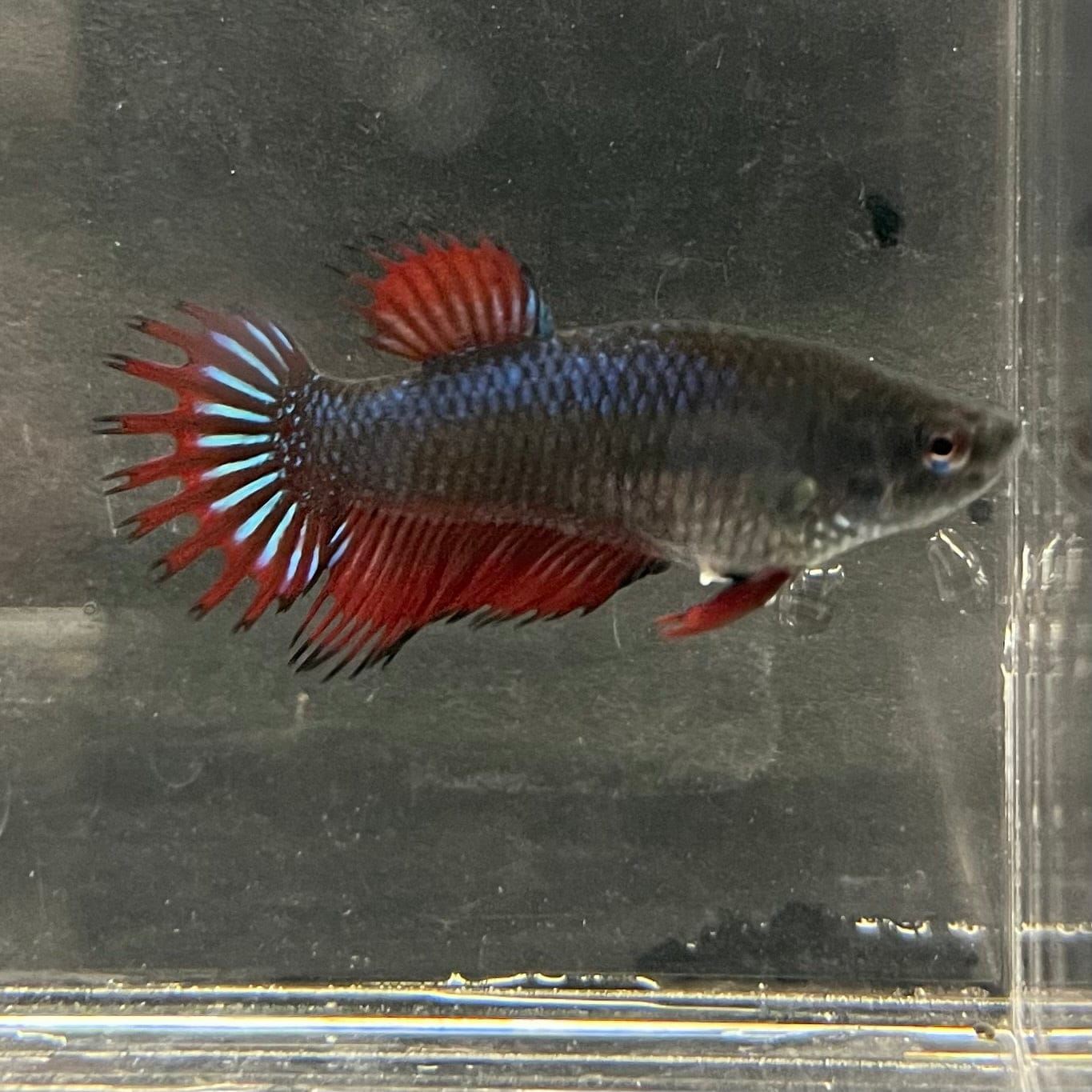 the-fish-farm Female Betta Female Betta - One Only - M Choose your own Female Betta at The Fish Farm Australia