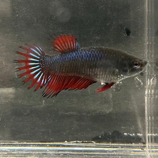 the-fish-farm Female Betta Female Betta - One Only - M Choose your own Female Betta at The Fish Farm Australia