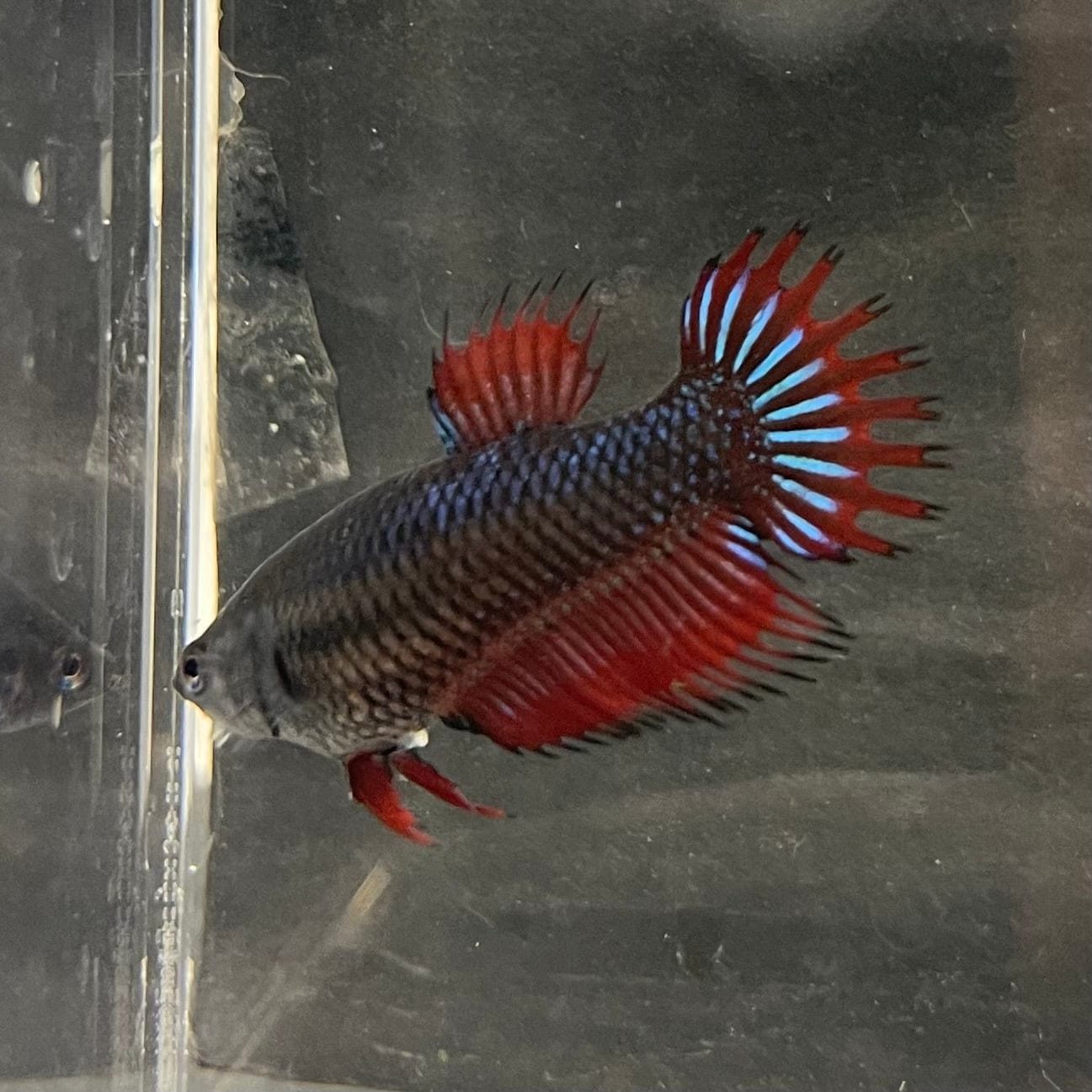 the-fish-farm Female Betta Female Betta - One Only - M Choose your own Female Betta at The Fish Farm Australia