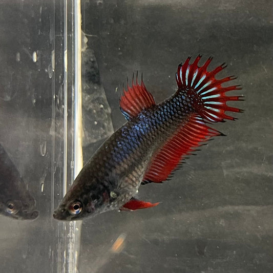 the-fish-farm Female Betta Female Betta - One Only - M Choose your own Female Betta at The Fish Farm Australia