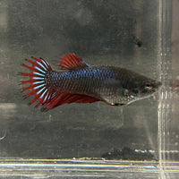 the-fish-farm Female Betta Female Betta - One Only - M Choose your own Female Betta at The Fish Farm Australia