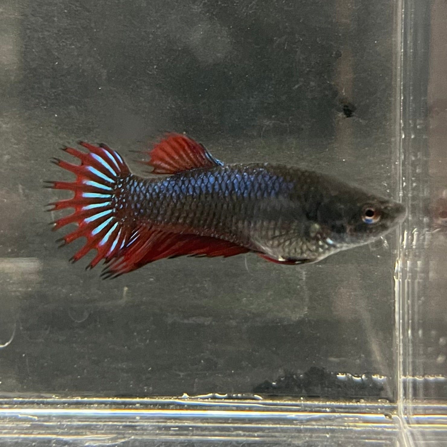 the-fish-farm Female Betta Female Betta - One Only - M Choose your own Female Betta at The Fish Farm Australia