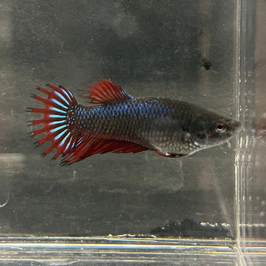 the-fish-farm Female Betta Female Betta - One Only - M Choose your own Female Betta at The Fish Farm Australia