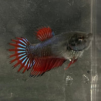 the-fish-farm Female Betta Female Betta - One Only - M Choose your own Female Betta at The Fish Farm Australia