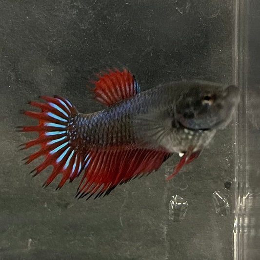 the-fish-farm Female Betta Female Betta - One Only - M Choose your own Female Betta at The Fish Farm Australia