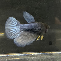 the-fish-farm Female Betta Female Betta - One Only - M Choose your own Female Betta at The Fish Farm Australia