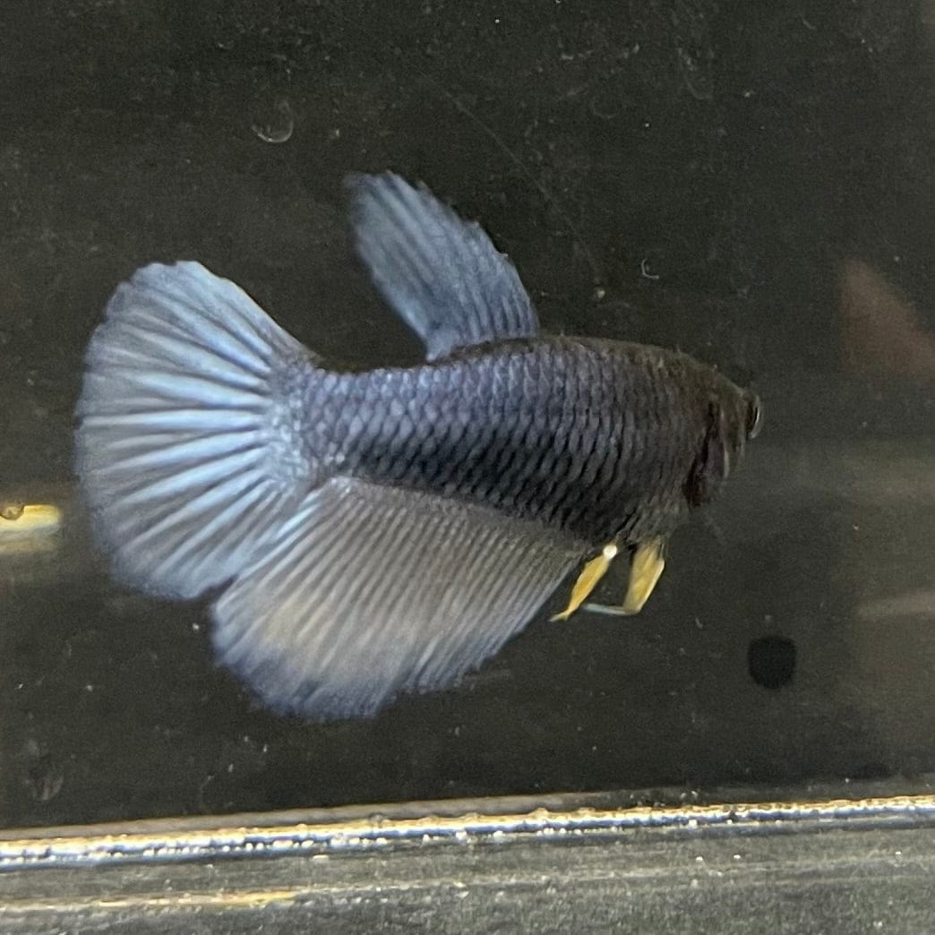 the-fish-farm Female Betta Female Betta - One Only - M Choose your own Female Betta at The Fish Farm Australia