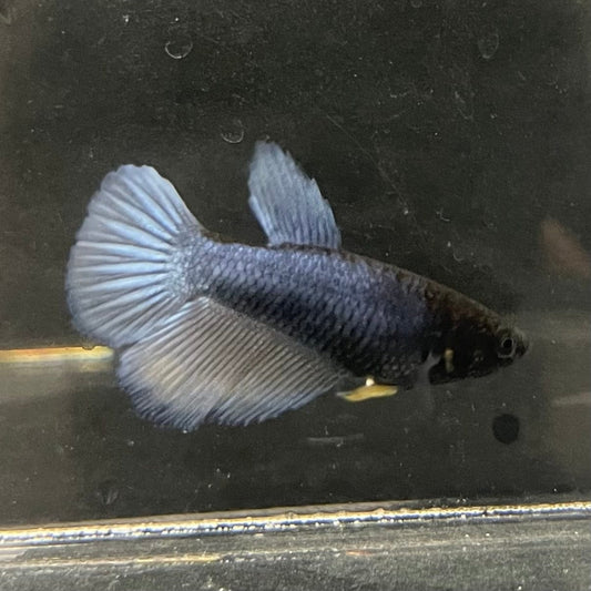 the-fish-farm Female Betta Female Betta - One Only - M Choose your own Female Betta at The Fish Farm Australia