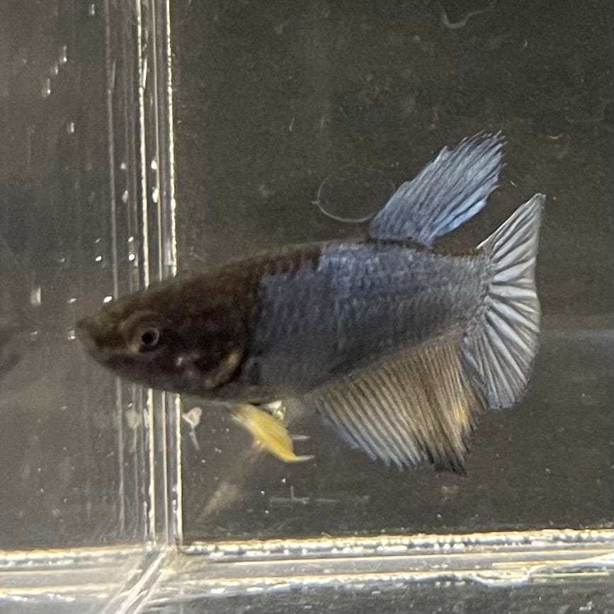 the-fish-farm Female Betta Female Betta - One Only - M Choose your own Female Betta at The Fish Farm Australia