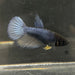 the-fish-farm Female Betta Female Betta - One Only - M Choose your own Female Betta at The Fish Farm Australia