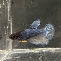 the-fish-farm Female Betta Female Betta - One Only - M Choose your own Female Betta at The Fish Farm Australia