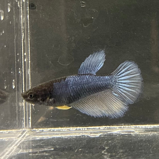 the-fish-farm Female Betta Female Betta - One Only - M Choose your own Female Betta at The Fish Farm Australia