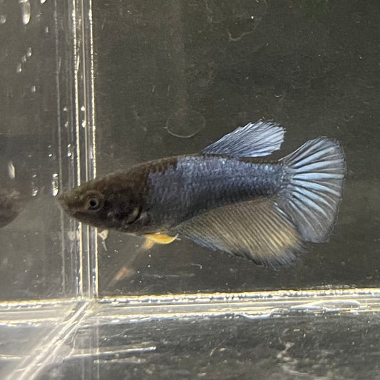 the-fish-farm Female Betta Female Betta - One Only - M Choose your own Female Betta at The Fish Farm Australia