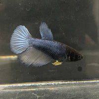 the-fish-farm Female Betta Female Betta - One Only - M Choose your own Female Betta at The Fish Farm Australia