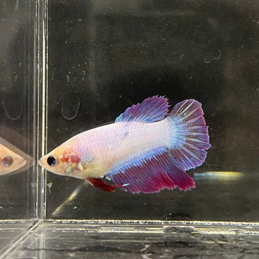 the-fish-farm Female Betta Female Betta - One Only - M Choose your own Female Betta at The Fish Farm Australia