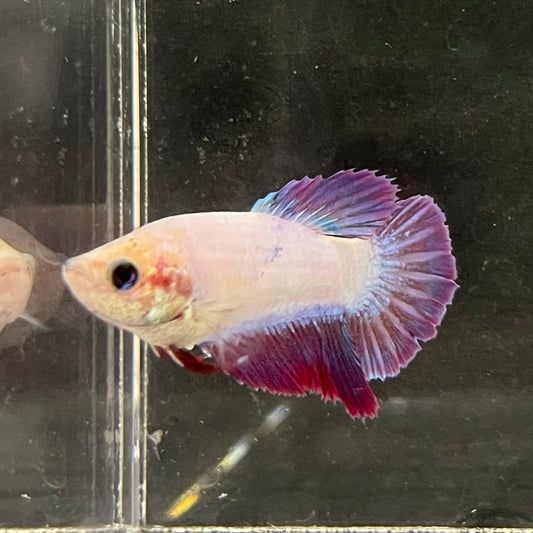 the-fish-farm Female Betta Female Betta - One Only - M Choose your own Female Betta at The Fish Farm Australia