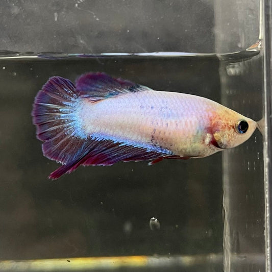 the-fish-farm Female Betta Female Betta - One Only - M Choose your own Female Betta at The Fish Farm Australia