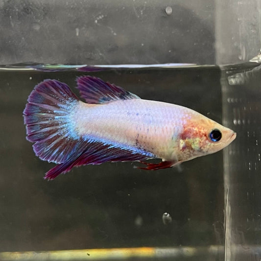 the-fish-farm Female Betta Female Betta - One Only - M Choose your own Female Betta at The Fish Farm Australia