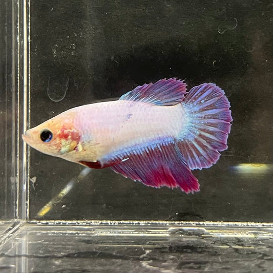 the-fish-farm Female Betta Female Betta - One Only - M Choose your own Female Betta at The Fish Farm Australia