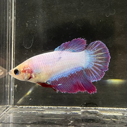 the-fish-farm Female Betta Female Betta - One Only - M Choose your own Female Betta at The Fish Farm Australia