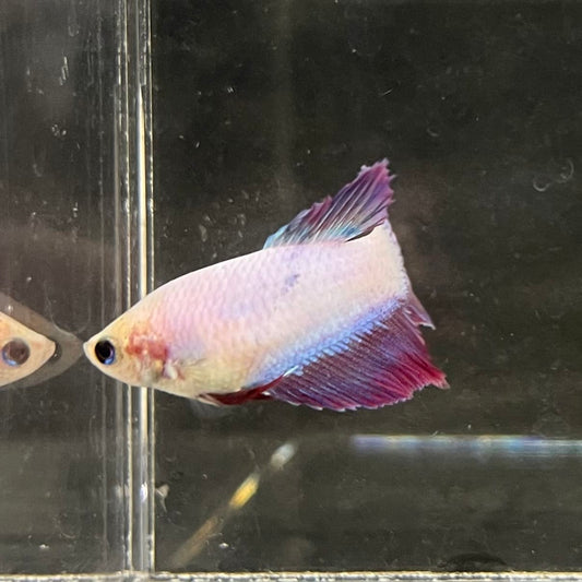 the-fish-farm Female Betta Female Betta - One Only - M Choose your own Female Betta at The Fish Farm Australia