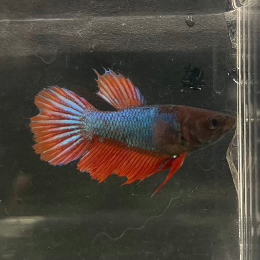 the-fish-farm Female Betta Female Betta - One Only - M Choose your own Female Betta at The Fish Farm Australia