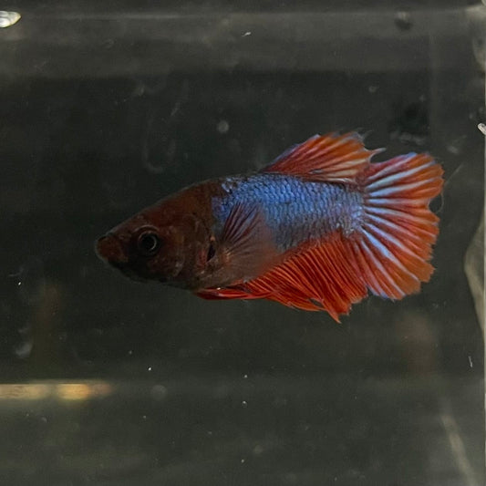 the-fish-farm Female Betta Female Betta - One Only - M Choose your own Female Betta at The Fish Farm Australia